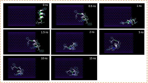 Figure 1 Representative snapshots of insertion of the peptide HA-FD-13 into an armchair (20,20) BNNT at various times. For clarity, molecules of water have not been shown.