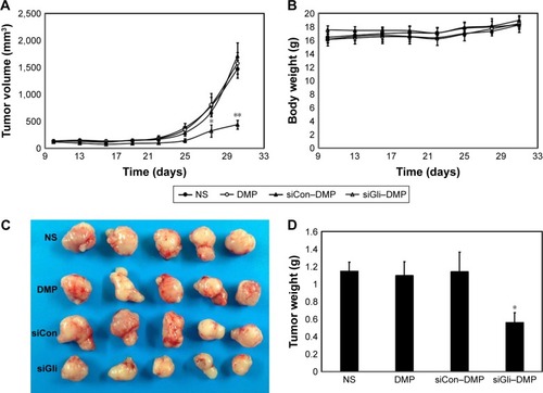 Figure 6 Anti-glioma effect of DMP–Gli1si in vivo.Notes: (A) Tumor growth curves, (B) body weight curves of different groups, (C) tumor photos of normal salt (NS), DMP, DMP–Consi, and DMP–Gli1si treatment groups, and (D) tumor weight of different groups (mean±SEM, n=5) (*p<0.05, DMP–Gli1si vs NS, DMP, and DMP–Consi; **p<0.001).