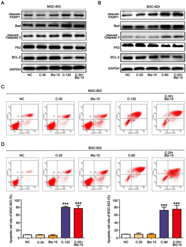 Figure 3 The combination of chidamide and bortezomib synergistically enhanced MGC-803 and BGC-823 cell apoptosis. The MGC-803 and BGC-823 cell lines were treated with chidamide (30 µM for MGC-803 or 20 µM for BGC-823), bortezomib (15 nM), chidamide (120 µM for MGC-803 or 80 µM for BGC-823), or chidamide (30 µM for MGC-803 or 20 µM for BGC-823) in combination with bortezomib (15 nM) for 48 hours. (A and B) Representative images of the expression of the apoptosis-related proteins cleaved caspase-3, P53, and Bcl-2. (C and D) Flow cytometry of the number of cells in the apoptotic state after the different treatments, and their statistics. (One-way ANOVA with Bonferroni’s post hoc test was applied to compare the indicated groups. ***P<0.001, compared with the negative control, chidamide-, or bortezomib-alone groups). The experiment was repeated at least three times. Negative control: DMSO.