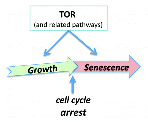 Figure 1. From cellular growth to hypertrophic senescence (geroconversion). Gerogenic conversion (geroconversion) from cellular growth to cellular aging, when the cell cycle is arrested. Geroconversion is a continuation of growth driven by mTOR and related pathways.