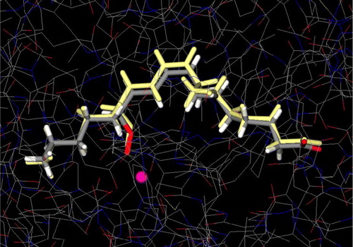 Figure 3 Conformational comparison between X-ray structure of 13-HPOD (colored by atom type) (PDB IK3) and predicted (colored yellow) by GLUE. Iron atom is illustrated as a sphere (colored magenta). Colour plate can be viewed in the online version.