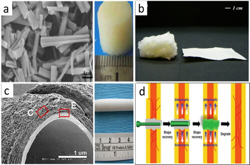 Figure 14. (a) Discontinuous grooved gelatin fibers forming highly water absorbable scaffolds for cartilage tissue engineering (adapted from [Citation228]); (b) photograph of 2D (right) and 3D (left) electrospun zein fibers (adapted from [Citation230]); (c) photograph of bilayer electrospun PCL/collagen vascular scaffold and SEM image of its cross-section (adapted from [Citation232]); (d) shape memory electrospun fiber (containing HA) scaffold expands to fit the screw hole in bone repair (adapted from [Citation226]).