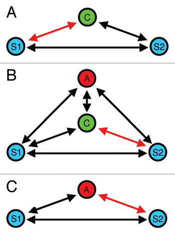 Figure 3 Deceptive signaling during male mate choice.Citation28 In (A) the choosing male (C) exhibits a mating preference for S1. (B) When an audience male (A) enters the mate choice arena, C initially interacts with S2, (C) which will be copied by (A).