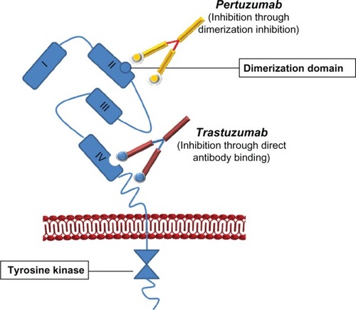 Figure 1 Pertuzumab is a fully humanized monoclonal antibody based on the human IgG1(κ) framework sequences that consists of two heavy chains (449 residues) and two light chains (214 residues).