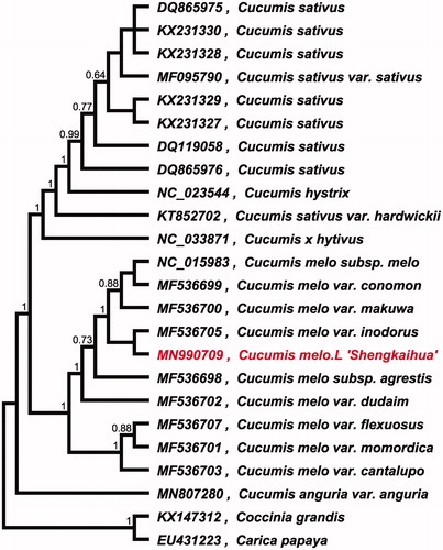 Figure 1. Maximum-likelihood phylogenetic tree for C. melo L. ‘Shengkaihua’ based on whole chloroplast genomes from 22 Cucumis plants and two outgroup plants (Coccinia grandis and Carica papaya) and the support values are shown at the branches.