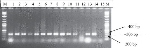 Figure 4. Agarose gel electrophoresis of DNA satIII specific PCR products of 306 bp from CMD-affected cassava leaf samples total nucleic acid. Lanes 1 to 14 contained separate cassava samples. M-1.0 kb molecular marker; Lane 15- Negative Control