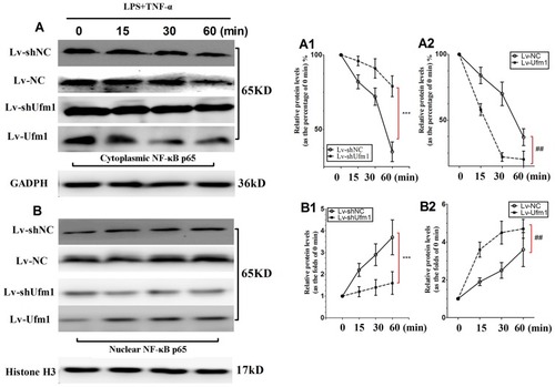 Figure 3 Effects of Ufm1 on NF-κB p65 expression in RAW264.7 cells. Immunoblotting results showing cytoplasmic (A) and nuclear (B) NF-κB p65 expression in Lv-shUfm1-, Lv-shNC-, Lv-Ufm1- and Lv-NC-treated RAW264.7 cells. LPS: 1000 ng/mL; TNF-α: 20 ng/mL. The levels of cytoplasmic (A1-A2) and nuclear (B1-B2) p65 were quantified and are shown as the fold change compared to the control (0 min). The data are presented as the mean±SD, n=3. ***P<0.001 compared to the Lv-shNC group; ##P<0.01 compared to the Lv-NC group.