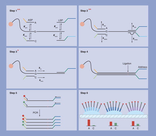 Figure 8. The golden gate genotyping assay with the location and number of the main proofreading steps indicated by inset red asterisks.Step 1: competitive hybridization of ASPs and LSPs to genomic target sequence attached to a magnetic bead – two proofreading steps. Step 2: stringent washing to preferentially dissociate incorrectly hybridized probes – two proofreading steps. Step 3: extension of ASP with matched 3′-terminal base – one proofreading step. Step 4: ligation of extended ASP to LSP. Step 5: PCR of ligated probes with fluorescent primers. Step 6: hybridization of PCR products to an array of probes in a fiber optic plate.ASP: Allele-specific probe; LSP: Locus-specific probe.