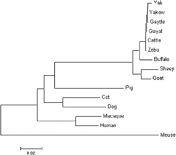 Figure 3. Phylogenetic tree for the DRA genes from gayal, gaytle, European cattle, zebu, yak, Chinese yakow, buffaloes, goats, sheep, macaques, humans, pigs, cats, dogs and mice.