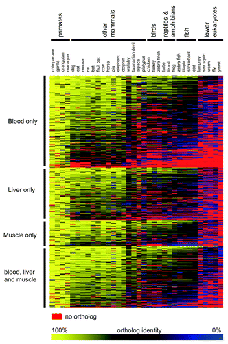 Figure 5. Evolutionary conservation of tissue-specific and widely-expressed NETs. Orthologs based on ENSEMBL annotations are plotted as a heat map for new NETs identified in the various tissue proteomic studies. NETs identified only in the blood NEs, only in the liver NEs, or only in the muscle NEs are clustered as well as a group of NETs identified in all three. The color-coding from yellow to blue indicates decreasing sequence identity of the orthologs and red indicates no ortholog was present in a particular organism. There is clearly more conservation among the NETs that were found in all three tissues, but even more interestingly clear breaks in the conservation of NETs through evolution can be observed. Some loss can even be found between humans and other primates, another break occurs between primates and other mammals. Then within mammals some additional breaks can be observed, particularly with regards marsupials. A larger loss of orthologs occurs going into reptiles and fish and birds are even more remote from humans. Finally, the lower eukaryotes have very few NET orthologs.