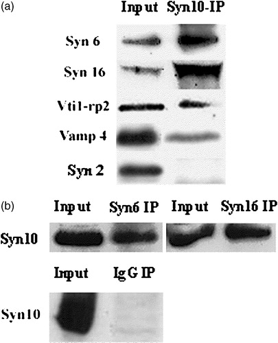 Figure 2. Syntaxin 10 interacts in vivo with TGN SNAREs: (a). HeLa cell lysates were subjected to immunoprecipitation with syntaxin 10 antibody. Immunoprecipitates were eluted, resolved on 12% SDS-PAGE gels, and subjected to Western immunoblot analyses with antibodies against syntaxin 6, syntaxin 16, Vti1-rp2 and syntaxin 2. For co-precipitation analysis with VAMP4, a construct of N-terminal myc-tagged VAMP4 is transiently transfected into 293T cells and subjected to immunoprecipitations as above and western immunoblot analysis with an anti-myc monoclonal antibody (9E10); (b). Reciprocal immunoprecipitation analyses. HeLa cell lysates were subjected to immunoprecipitation with syntaxin 6, syntaxin 16 antibodies and an irrelevant rabbit anti-mouse IgG (Pierce), respectively. Western immunoblot analyses were then performed with syntaxin 10 antibodies.