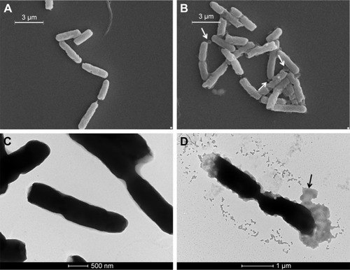 Figure 8 External morphology of untreated (A, C) and treated (B, D) Escherichia coli cells visualized with SEM (A, B) and TEM (C, D), respectively. Arrows indicate corrugations; * indicate membrane swelling (scale bars of panels A, B =3 µm; panel C =500 nm; panel D =1 µm).Abbreviations: SEM, scanning electron microscopy; TEM, transmission electron microscopy.