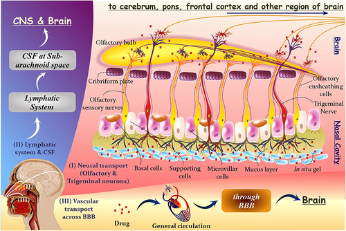 Figure 1 Intranasal mechanism of nose-to-brain delivery. The therapeutics can be transported from the nose to the brain through (I) neural transport through the olfactory and trigeminal nerves, (II) lymphatic system and cerebrospinal fluid (CSF), and (III) vascular transport across the blood-brain barrier (BBB). The primary routes for nose-to-brain are olfactory and trigeminal nerve pathways. In contrast, the latter two serve as secondary passages. Reprinted from J Cont Rel, Volume 327, Agrawal M, Saraf S, Saraf S, et al. Stimuli-responsive in situ gelling system for nose-to-brain drug delivery. 235–265. Copyright 2020, with permission from Elsevier.Citation13