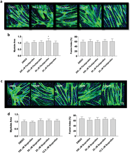 Figure 2. The effects of flurbiprofen and ibuprofen on myotube formation. Differentiating skeletal muscle myoblasts were treated with various concentrations of flurbiprofen or ibuprofen for 72 hours and then fixed and prepared for fluorescent confocal microscopy and gene using an antibody that recognizes embryonic myosin heavy chain. Representative images were generated using a Zeiss LSM 700 using Zen software. (a) representative images for flurbiprofen, (b) myotube area and myotube fusion percentage for flurbiprofen, (c) representative images for ibuprofen, and (d) myotube area and myotube fusion percentage for ibuprofen. Data are expressed as mean ± SD from three independent experiments, each performed in duplicate (***p < 0.001; ** p < 0.01, *p < 0.05).