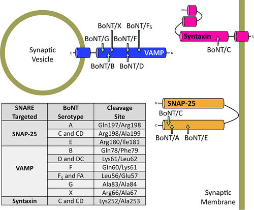 Figure 6. Alternative SNARE cleavage sites of BoNT serotypes. Specific residues cleaved in each of the SNARE targets and their respective BoNT serotypes are shown in the table.
