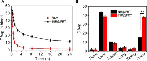 Figure 8 (A) Blood circulation curves of free RSV and INR@FRT in mice after intravenous injection determined by the RSV absorbance from diluted tissue lysate (The accumulation of RSV was calculated to be ID% per gram (the percentage of the injected dose per gram of tissue). (B) Content of NR@FRT and INR@FRT in major organs and tumor at 24 h post-treatment with nanoparticles determined by the RSV absorbance from diluted tissue lysate. **P<0.01.