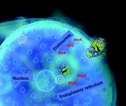 Figure 1. A schematic view of Brucella entry into a cell. Brucella uses different effector proteins that help the bacterium to travel from endosomes to finally hide inside the endoplasmic reticulum. We hypothesize that InvA protein acts at the level of entry during the first step of Brucella intracellular trafficking, followed by the action of the cyclic glucan (CbG), then RicA between late endosomes and the endoplasmic reticulum, and finally in the endoplasmic reticulum with BtpA and BtpB controlling host cell signaling.