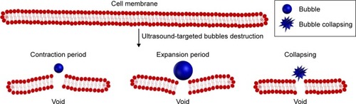 Figure 1 Schematic diagram of bubbles’ behavior and its effects on cell membranes under ultrasonic irradiation. Bubbles rapidly expand and contract and/or collapse when driven by ultrasound, and that could create voids on cell membranes.