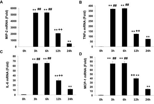 Figure 1 G-APN induced the mRNA expression inflammatory cytokines MIP-2, TNFα, MCP-1, and IL-6in Raw 264.7 cells (A-D). **Compared with 0 h, P<0.01; ##Compared with 24 h, P<0.01; ++Compared to 3 and 6 h, P<0.01, each group n=6.