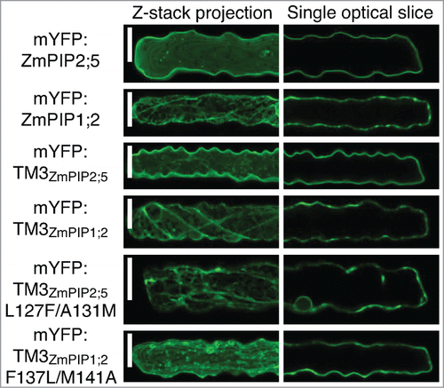 Figure 3. The LxxxA motif of ZmPIP2;5 partially brings mYFP:TM3ZmPIP1;2 to the PM in maize leaf epidermal cells. Maize leaf epidermal cells expressing mYFP:ZmPIP2;5, mYFP:ZmPIP1;2, mYFP:TM3ZmPIP2;5, mYFP:TM3ZmPIP1;2, mYFP:TM3ZmPIP2;5L127F/A131M or mYFP:TM3ZmPIP1;2F137L/M141A. The left half of each cell is shown as a maximum projection of a Z-stack to visualize intracellular structures. The localization patterns of the proteins of interest are representative of a total of at least 13 cells coming from a minimum of 2 independent experiments. Scale bars = 20 μm.