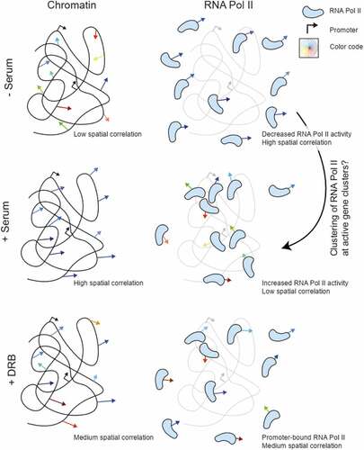 Figure 4. Schematic representation of the observed spatially coherent motion of chromatin versus RNA Pol II in serum-starved, active, and promoter-paused states of transcription. Spatially coherent chromatin and RNA Pol II motion exhibit opposite trends upon transcription stimulation.