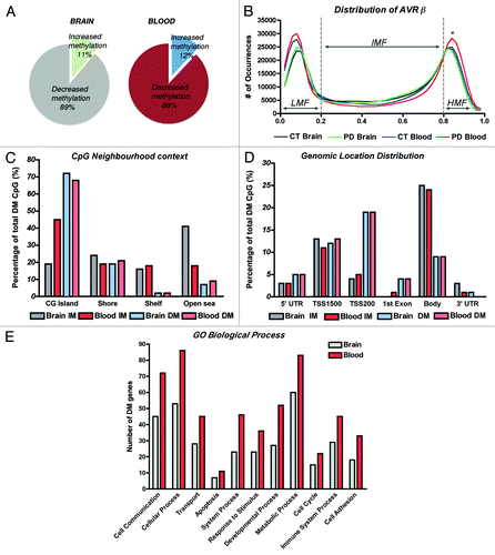 Figure 1. DNA methylation profiles of brain and blood in Parkinson disease cases. (A) Comparison of the fractions of differentially methylated loci that showed gain or loss of methylation in PD brain and blood. (B) Distribution of average β values across samples and tissues showing enrichment in low-methylation (LMF, β values < 20%) and high-methylation fractions (HMF, β values > 80%). IMF, intermediate methylated fraction (β values < 20% and > 80%). *Significant difference in PD blood in comparison to control subjects’ blood (p < 0.05) and to PD brains (p < 0.001, One-way ANOVA with correction for multiple observations and Bonferroni post-hoc test). (C) CpG neighborhood context analysis in brain and blood samples that showed increased methylation (IM) or decreased methylation (DM) in PD. CG islands Shores are defined as regions up to 2 Kb from the CGi Start or End; Shelves are defined as the next 2 Kb boundaries from CGi shores. (D) Genomic location distribution of differentially methylated loci in PD brain and blood samples. TSS1500, CpG sites within 200–1500 bp from the transcription-starting site (TSS). TSS200, CpG sites within 200 bp from the TSS. Body, gene body regions. (E) Gene ontology analysis of annotated genes showing differential methylation clustering by biological process.