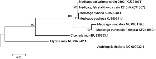 Figure 1. ML phylogenetic tree is rooted with Arabidopsis thaliana. The most basal lineage was Glycine max (L.) Merr. followed by the Cicer arietinum L. The next branch included Medicago, of which M. sativa and M. falcata showed higher similarity.