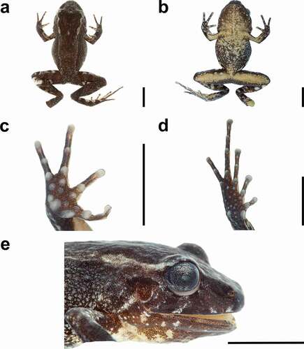 Figure 6. Preserved Oreobates colanensis sp. nov. (holotype) in dorsal view (a), ventral view (b), palm (c), sole (d), and head in lateral view (e). Scale 5 mm. Photographs by LAGA