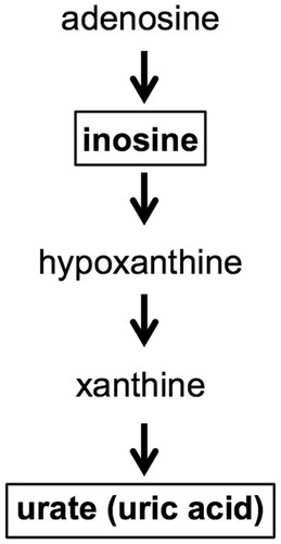Figure 1. How inosine increases urate.