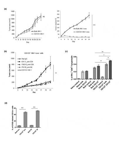 Figure 4. Enhanced immunogenicity of cancer stem-like cells CD133+ HM-1 cells. (a) Tumor growth curve of bulk and CD133+ HM-1 cells showed similar growth pattern (left). However, CD133+ HM-1 cells expressing chicken ovalbumin (CD133+ HM-1-ova) were rejected. Bulk HM-1 cells expressing ovalbumin grew slowly but could still form the tumors (p < .0001, right). (b) Suppression of CD133+ HM-1-ova tumor growth was abolished through depleting CD8+ and CD4+ T lymphocytes by TIB210 (anti-CD8) and GK1.5 (anti-CD4) neutralizing antibodies (p < .001), suggesting rejection of CD133+ HM-1-ova tumor involved CD8+ and CD4+ T cell immune response. (c) Mice were either not immunized (naïve), immunized with bulk HM-1 or CD133+ HM-1 cells. The re-stimulated antigens were either nothing (control), bulk or CD133+ HM-1 cells. Splenocytes from mice immunized with CD133+ HM-1 cells are associated with more CD8+ IFN-γ+ T lymphocyte by the same stimulating cells (p < .001, Bulk bulk vs CD133+ CD133+; p < .05, Bulk bulk vs CD133+ bulk, the former is cells for immunization, the latter is cells for re-stimulation in assay). Vaccination with bulk cells induced less activated CD8+ T lymphocytes. (d) CFSE-pulsed bulk and CD133+ HM-1 cells were incubated with syngeneic CD11c+ cells for 6 hours. Phagocytosis was analyzed by flow cytometry for CFSE-stained CD11c+ cells. Increased phagocytosis of CD11c+ cells was observed on both live and irradiated CD133+ HM-1 cells (p < .0001 on both). #p < .05, *p < .01, **p < .001, ***p < .0001, NS: not significant.