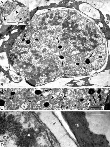Figure 7. The end of meiosis I in Alsophila setosa, late anaphase–early telophase. A. Sporangium, where two telophase meiocytes are visible; tapetum spreads outgrowths inside the loculus, embracing each meiocyte from the distal side (arrowheads). B. Overview of the meiocyte with two groups of sister chromosomes (asterisks) and organelle plate at the equatorial plane; nuclear envelopes are not completely restored; dark-contrasted globules could be plastoglobules or free lipid droplets in the cytoplasm (arrows); the tapetum partly embraces the meiocyte and includes large vacuoles; C. Magnified part of (B) with the organelle plate; plastoglobules (plastids are dedifferentiated, restricting membranes are not seen) or free lipid droplets (arrows), many mitochondria (arrowheads), cup-like plastids with remnants of autolysed cytoplasmic inclusions (asterisks) and small vacuoles crowd the equatorial plane of the cell. D. A border between the meiocyte and the tapetum; the meiocyte wall consisting of a network of fine fibrillae becomes thicker, probably as a result of swelling; a chromosome (asterisk) is still attached to a fragment of the nuclear envelope. Abbreviations: see Figure 1. Scale bars – 10 μm (A), 1 μm (B, C), 500 nm (D).