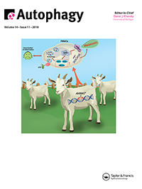 Cover image for Autophagy, Volume 14, Issue 11, 2018