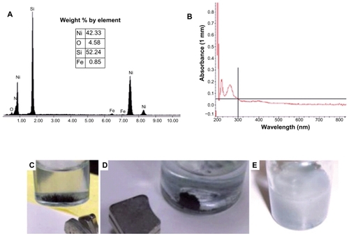 Figure 2 Characterization of fabricated Ni NWs. (A) Energy dispersive X-ray analysis spectrum of Ni NWs for elemental analysis; (B) UV-Vis spectrum of Ni NWs suspended in ddH2O at neutral pH (7.00); (C) vertically aligned magnetic Ni NWs on the bottom of a beaker; (D) illustration of magnetic properties of Ni NWs; (E) Ni NWs suspended in aqueous media.