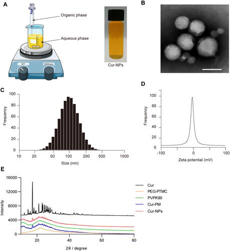 Figure 1 Cur-NPs characterization. (A) Cur-NPs preparation. (B) TEM imaging results. Scale bar: 100 nm. (C) Size distributions. (D) Zeta potential values. (E) XRD plots for Cur, PEG-PTMC, PVP K90, Cur-PM (a physical mixture of PVP K90 and Cur), and Cur-NPs.