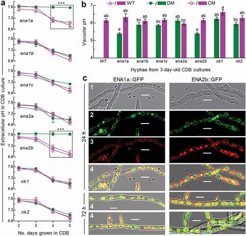 Figure 2. Roles of ENA and NK genes in homeostatic processes of cellular H+ in B. bassiana. (a) Extracellular pH (H+) levels quantified from the submerged cultures of single-gene deletion mutants (DM), complemented mutants (CM) and WT during a 5-day incubation at 25°C in CDB at initial pH 7.5 (unadjusted). ***P < 0.001 between DM and WT or CM. (b) Vacuolar pH (H+) levels quantified from fluorescent dye-stained hyphae at the excitation/emission wavelengths of 450/535 and 490/535 nm under a confocal microscope. The examined hyphae were collected from 3-day-old CDB cultures. Means marked with different lowercase letters differ significantly (Tukey’s HSD, P < 0.05). Error bars: SD of the mean from three replicates of independent cultures (a) or of 15 vacuoles (b). (c) LSCM images (scale bars: 10 μm) for subcellular localization of GFP-tagged ENA1a and ENA2b fusion proteins (shown in green) in the WT hyphae collected from 24-h- and 72-h-old SDBY cultures and stained with FM4-64 (shown in red). Panels 1–4 are bright, expressed, stained and merged views of the same microscopic field. Note that both ENA1a::GFP and ENA2b::GFP molecules accumulate heavily in the vacuoles