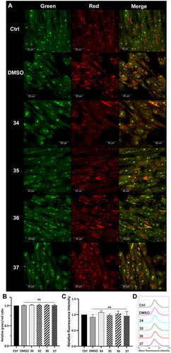 Figure 7. Lysosome status in MRC-5 cells after treatment with compounds 34–37. Confocal microscopy (A) and flow cytometry (B) analysis of lysosome integrity using AO staining in MRC-5 cells treated with compounds 34–37 for 3 h at the final concentration corresponding to the total IC50 value (34–2.1 µM, 35–2.1 µM, 36–2.3 µM, 37 -2.3 µM). Untreated cells and cells treated with DMSO were used as controls. (A) AO fluorescence was visualised at two spectral settings at an ex/em wavelength of 488/505–550 nm for green fluorescence and 488/600–650 nm for red fluorescence. Merged images and magnifications of their fragments are shown on the right panels. (B) Intensity of the red and green fluorescence of the stained cells was quantified and expressed as a green/red ratio. (C and D) Flow cytometry analysis of lysosomes in MRC-5 cells after 3 h of incubation with the analysed compounds using Lysotracker Deep Red staining. Intensity of the red fluorescence was measured and quantified (C). The fluorescence intensity distribution was presented as representative histograms (D). Statistical significance is indicated with asterisks: (ns) not significant.