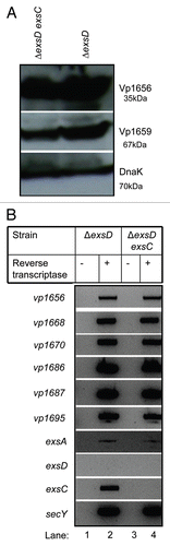 Figure 5 ExsC is not required for the expression of T3SS1 genes in the ΔexsD strain. (A) Protein samples isolated from ΔexsD exsC (lane 1) and ΔexsD (lane 2) strains grown in LB-S were probed with polyclonal antibody against Vp1656 (upper), Vp1659 (middle) and DnaK (lower); (B) RT-PCR analysis was used to detect mRNA transcripts from a subset of T3SS1 genes for the ΔexsD exsC (lane 1) and ΔexsD strains grown in LB-S.