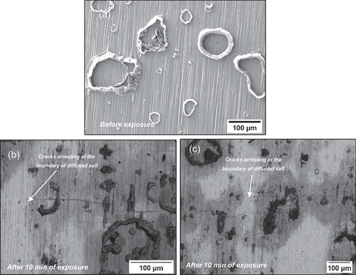 Figure 4. (a) Secondary electron (SE) image of the salt morphology before the exposure, (b) and (c) back scattered electron images of the top surface of the C-ring after 10 minutes of exposure.