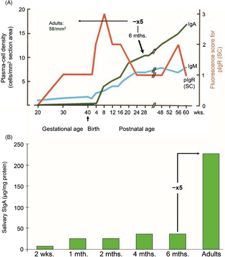Fig. 13 Development of the secretory IgA (SIgA) system in parotid glands and saliva. (A) Ontogeny of Ig-producing cells and epithelial expression of the polymeric Ig receptor (pIgR/SC) in parotid glands. Based on data from Thrane et al. (Citation46). (B) Ontogeny of SIgA as determined in unstimulated whole saliva. Based on data from Fitzsimmons et al. (Citation114). Note that both the density of IgA+ plasmablasts and plasma cells as well as the SIgA level at about 6 months of age has to increase approximately 5 times to match the adult values.