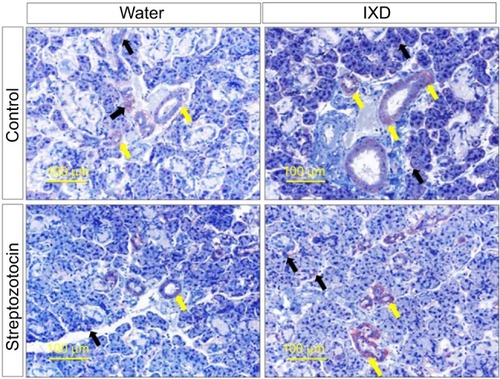 Figure 7 IXD extract treatment increased NHE1 expression in rat submandibular glands