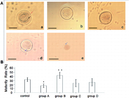 Figure 4. Effect of rhBMP-6 on the maturation rate of preantral follicles in vitro. (A) In vitro observation under inverted microscope (bar = 50 μm): GV oocyte (a), GVBD oocyte (b), M I oocyte (c), M II oocyte (d) and in vivo observation of M II oocyte (e); GV (the upper arrow in (a)), zona pellucida (the lower arrow in (a)) and first polar body (the arrows in (d) and (e)). (B) Maturation rates of follicles in different groups: control, group A (incubation with 50 ng/mL rhBMP-6 for 11 days), group B (incubation with 50 ng/mL rhBMP-6 for 8 days), group C (incubation with 100 ng/mL rhBMP-6 for 11 days) and group D (incubation with 100 ng/mL rhBMP-6 for 8 days). *P < 0.05, compared with the control group.