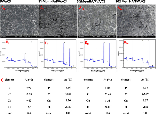Figure 11 Macroscopic features of the composite hydrogels doped with different concentrations of Mg-nHA after SBF immersion by SEM and the content of surface elements in composite hydrogels with different Mg-nHA concentrations: PVA/CS hydrogel(Ai), 1%Mg-nHA/PVA/CS hydrogel(Aii), 5%Mg-nHA/PVA/CS hydrogel(Aiii) and 10%Mg-nHA/PVA/CS hydrogel(Aiv) of macrostructure; (B)XPS pictures of PVA/CS hydrogel(Bi), 1%Mg-nHA/PVA/CS hydrogel(Bii), 5%Mg-nHA/PVA/CS hydrogel(Biii) and 10%Mg-nHA/PVA/CS hydrogel(Biv); (C)content of surface elements in the PVA/CS hydrogel and the Mg-nHA/PVA/CS hydrogel by XPS.