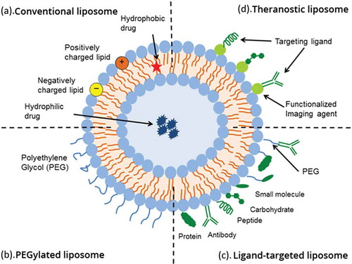 Figure 1. Schematic overview of four types of modifications of liposomal formulations. Conventional liposomes are composed of cationic, anionic, or neutral phospholipids and cholesterol, and enclose and aqueous core (a). These liposomes can be loaded with hydrophobic as well as hydrophilic agents. PEGylated liposomes to prolong the conventional liposomes (b). Targeted liposomes to which proteins, peptides, antibodies, carbohydrates or small molecules can be attached to enable specific targeting of the liposomes and their content (c). Theranostic liposomes consist of a liposome, an imaging agent, a therapeutic component and a targeting ligand (d) (Reproduced with permission from Sercombe et al. [Citation29]).