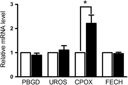 Figure 5. mRNA expression of key enzymes in the porphryrin synthetic pathway, with or without calcitriol pretreatment. Glioma cells were pretreated with vehicle or with calcitriol for 48 hours, and mRNA expression of PBGD, UROS, CPOX and FECH were measured by real-time PCR. Data are presented as mean ± SEM for three separate experiments performed in duplicate. Asterisks indicate statistical significance (*p < 0.05).