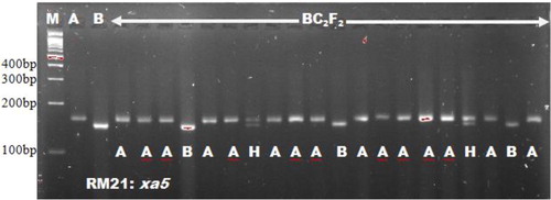 Figure 2. Genetic analysis of BC2F2 plants using microsatellite marker RM21.