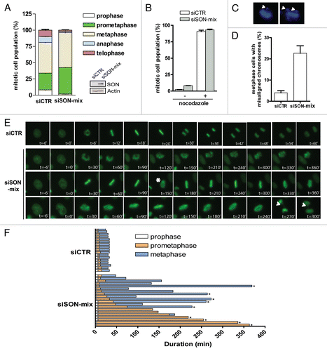 Figure 3 SON promotes mitotic fidelity. (A) Quantification of mitotic cells in different stages of mitosis: prophase, prometaphase, metaphase, anaphase and telophase. Note that the mitotic index is around five times higher in SON-depleted cells. (B) Microtubule depolymerisation arrested SON-depleted cells. siRNA-treated cells were incubated in 20 ng ml−1 nocodazole or DMSO for 16 hr. Thereafter cells were harvested, fixed and processed to evaluate the percentage of mitotic cells. (C and D) Misaligned chromosomes in SON-depleted cells. Representative figures showing misaligned chromosomes in SON-depleted cells (C). Quantification of cells with chromosome congression defects. HeLa cells transfected with indicated siRNAs were processed and metaphase cells were visualized by DAPI staining. Cells with misaligned chromosomes were scored, n = 100 (D). (E and F) SON depletion delays mitotic progression. Representative images of control (siCTR) or SON-specific (siSON-mix) siRNA-treated cells from nuclear envelope breakdown to anaphase onset (E). Live cells pretreated with indicated siRNAs were followed over a 8-hr period and the durations of prophase, prometaphase and metaphase are illustrated. SON-depleted cells often display cycles of chromosome condensation and decondensation (marked by asterisk) and internuclear bridges during anaphase can be observed (marked by arrow). (F). The asterisks are indicative of cells that did not go onto anaphase.