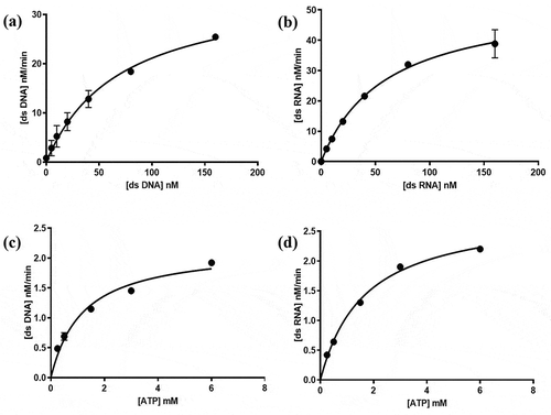 Figure 3. Michaelis-Menten curves of MERS-CoV helicase unwinding activity established by FRET-based assay using different concentrations of (a) dsDNA substrate, (b) dsRNA substrate, (c) ATP when dsDNA used as second substrate, and (d) ATP when dsRNA used as second substrate. Error bars represent standard deviation of triplicate samples
