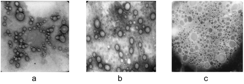 Figure 6.  Photomicrograph of pluronic lecithin organogel 7 (a), 30 (b), and 90 (c) days after preparation.