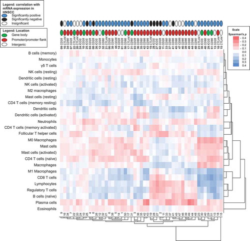Figure 6. Unsupervised clustering of correlation coefficients between methylation and signatures of tumour infiltrating immune cells. Shown is a heat map of Spearman’s ρ between methylation and signatures of tumour infiltrating immune cells. RNAseq signatures provided by Thorsson et al. [Citation38] were used to quantify distinct immune cell subsets in the tumour microenvironment. The position of the CpG site (promoter, gene body, intergenic) and the correlation with the respective mRNA expression are illustrated