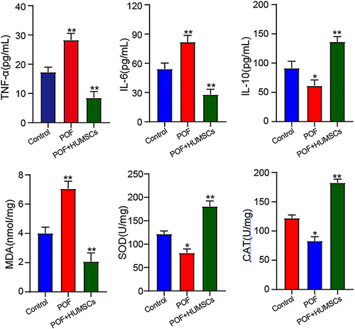Figure 4 HUMSCs inhibit ovarian inflammation and oxidative stress induced by POF.